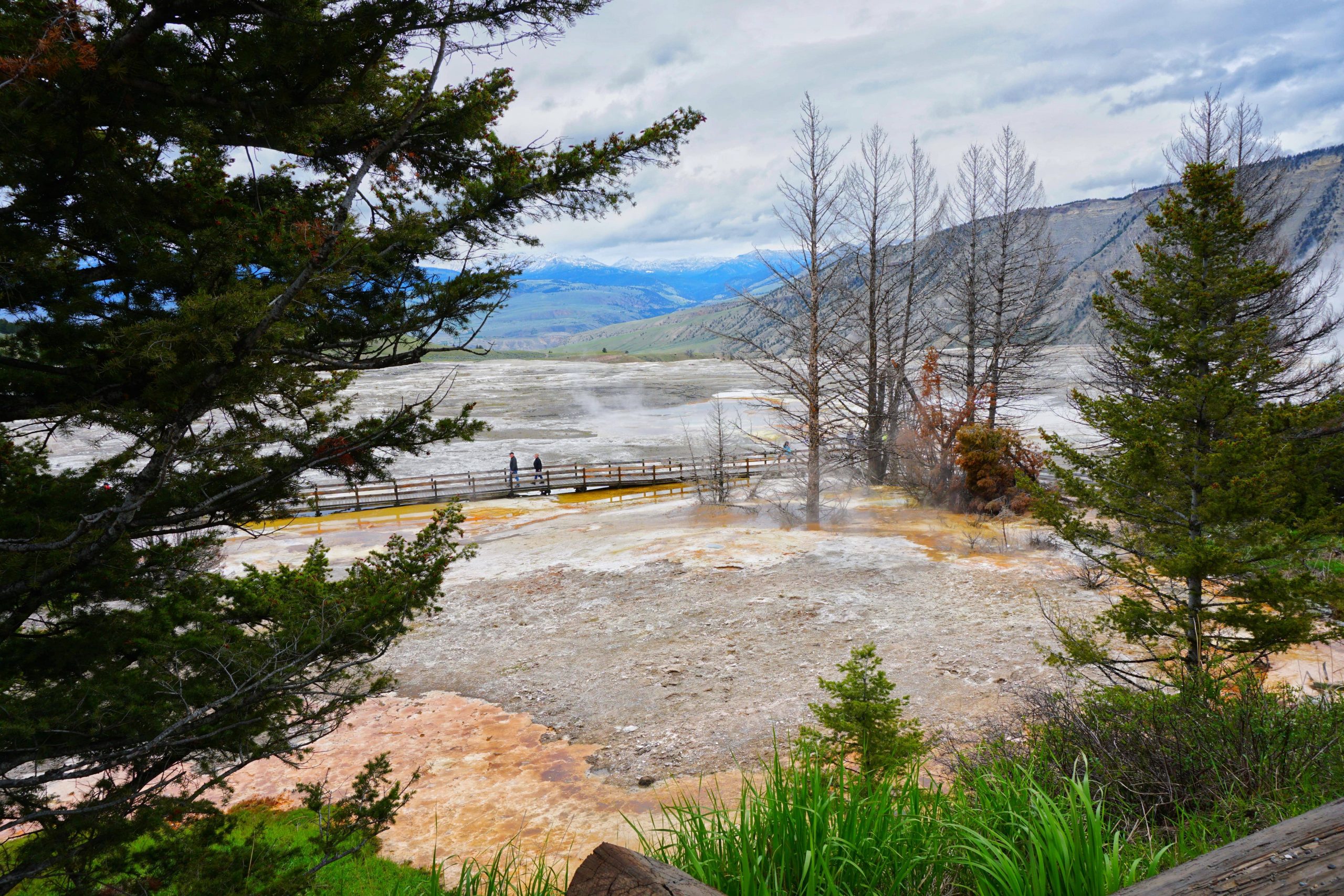 Mammoth Hot Springs