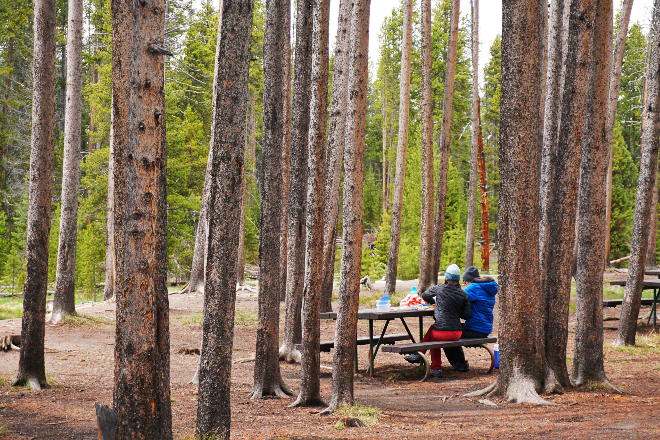 Picnic in Yellowstone