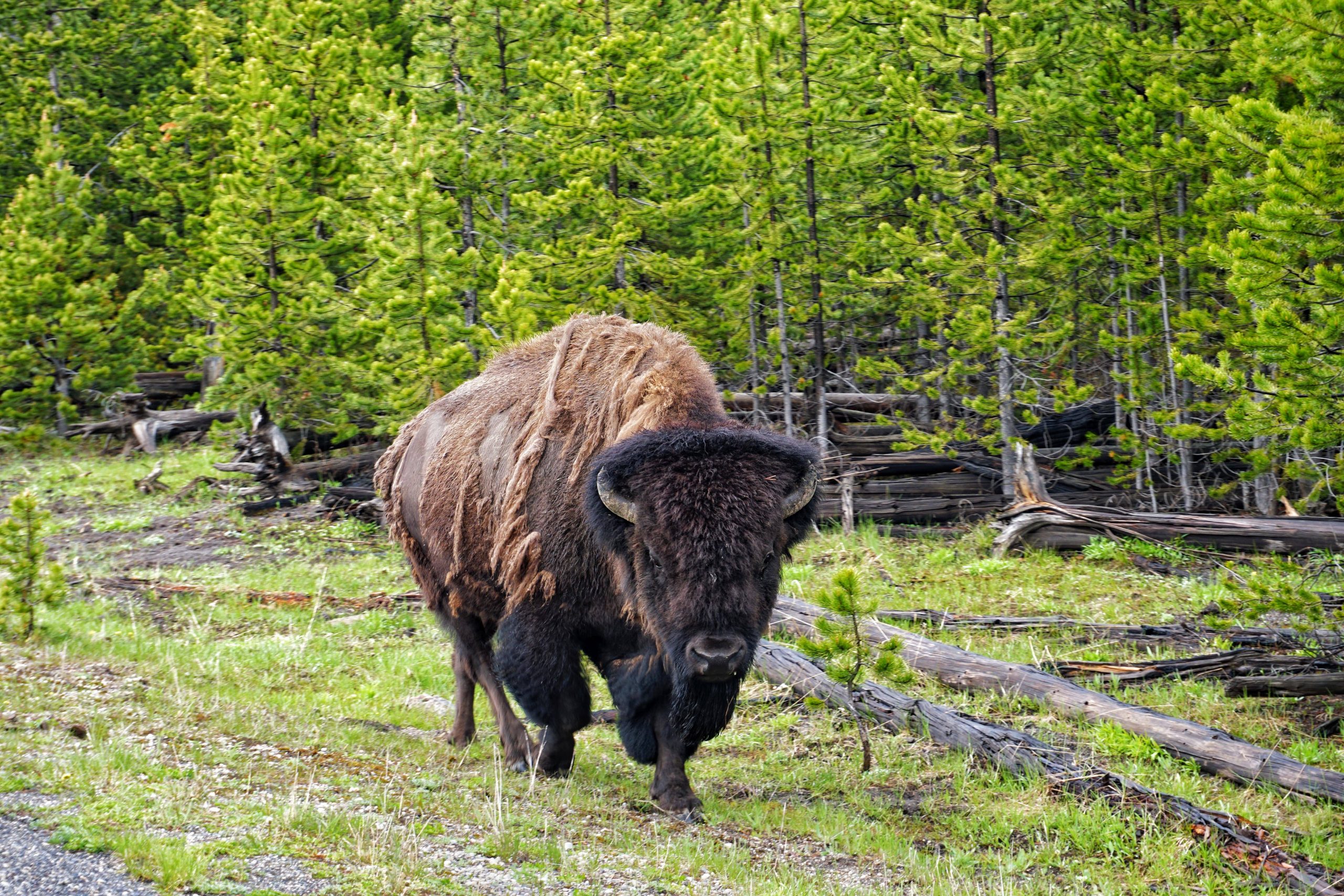 Yellowstone Bison