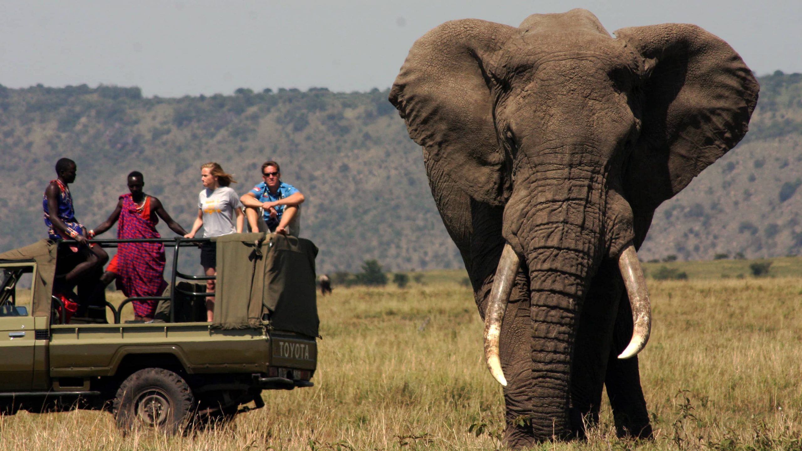 Elephant near tour vehicle in africa