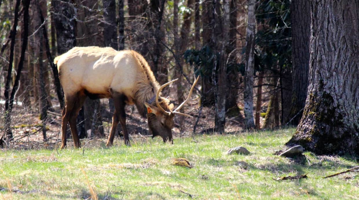 Elk