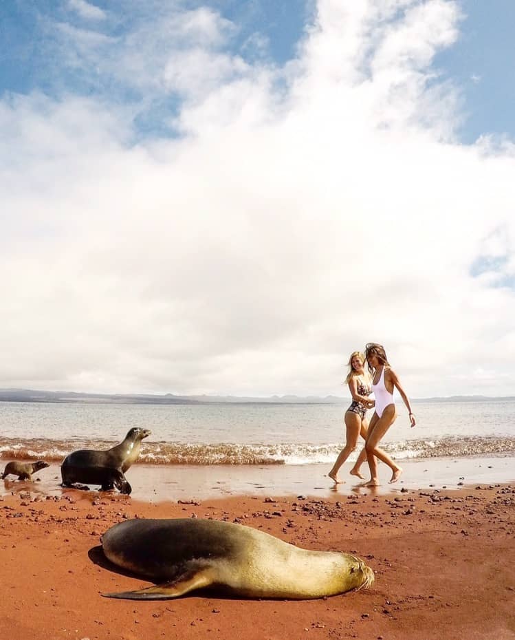 Sea Lions on Rabida Island