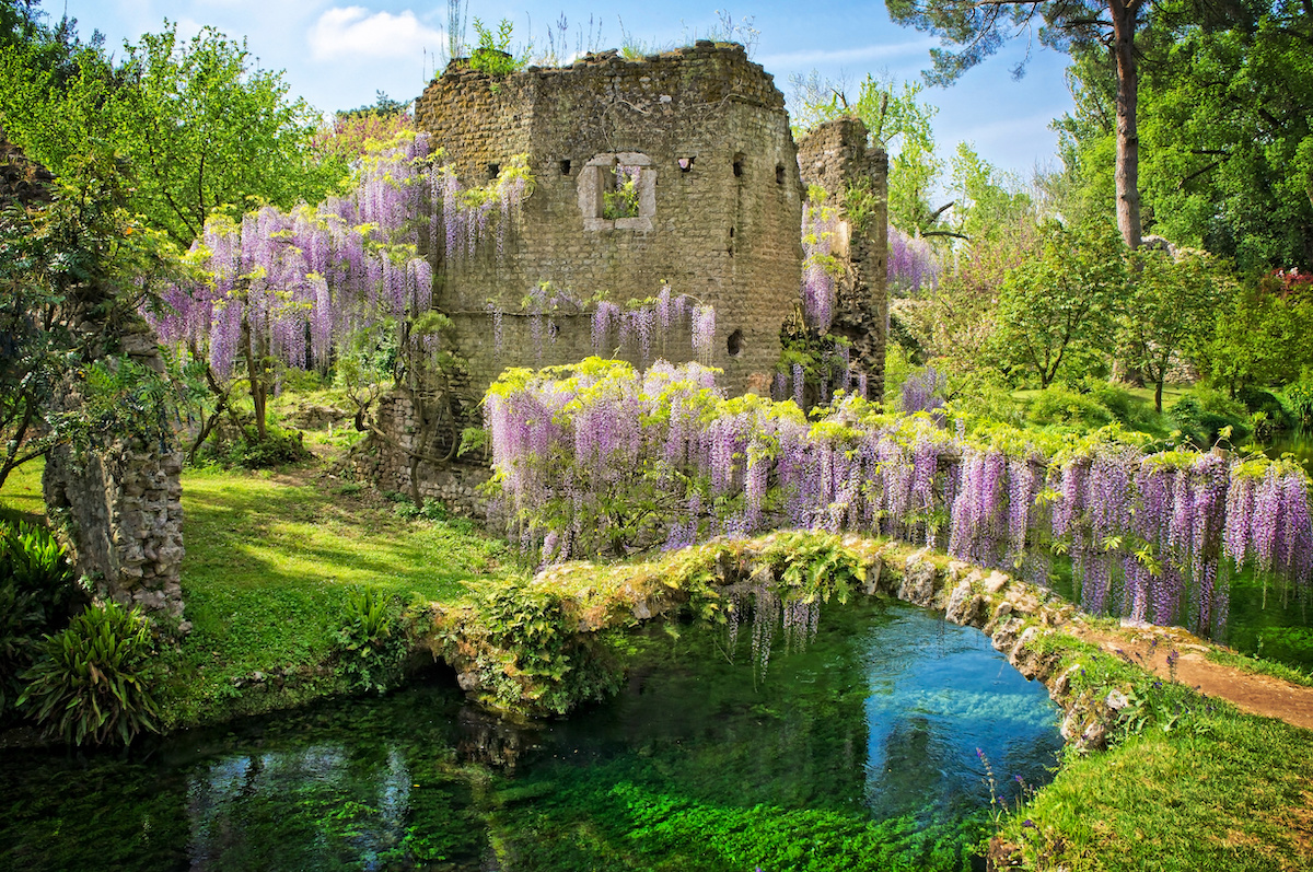 Blooming wisteria at the Nymph Garden - Ninfa Latina Italy