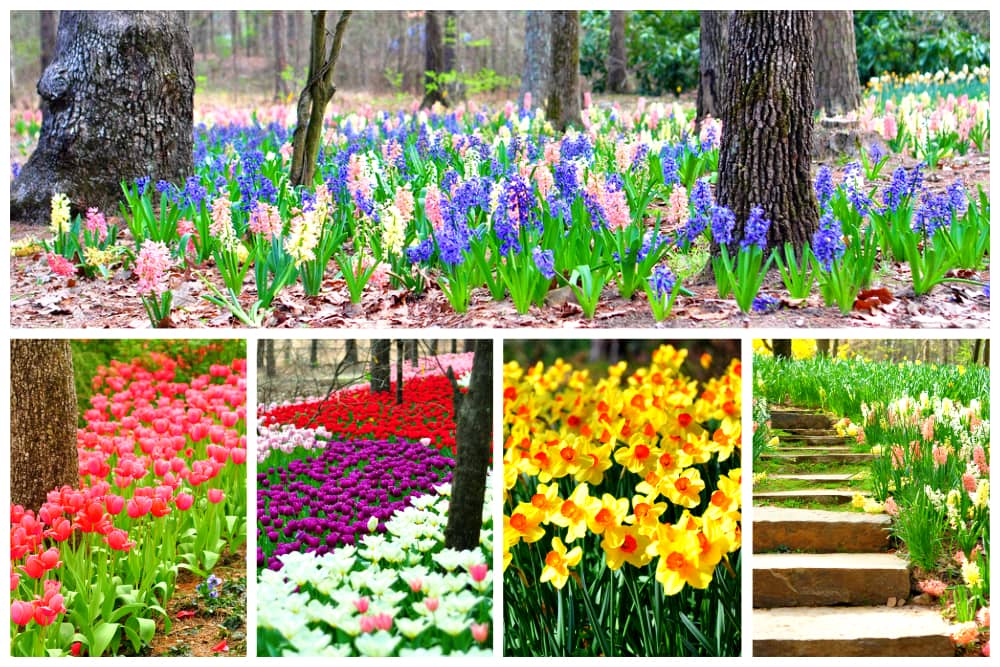 Tulips and daffodils, among other flowers, blossoming in Garven Woodland Gardens in Arkansas.