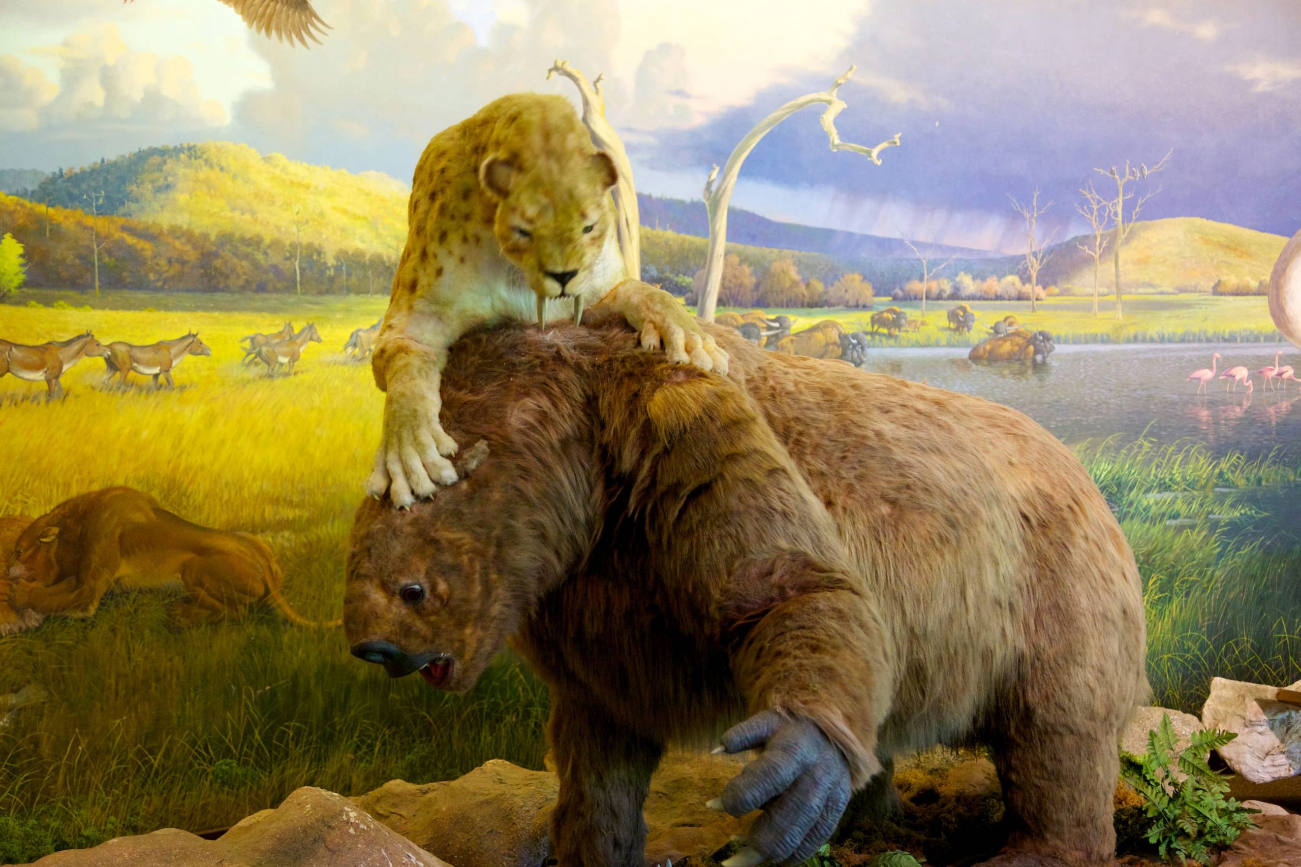 Giant sloth being attacked by saber-tooth tiger
