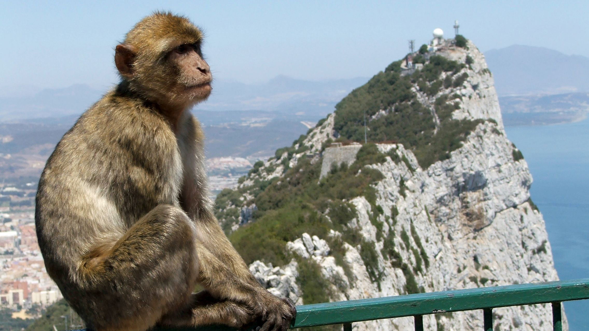 Monkey at the lookout point in Gibraltar