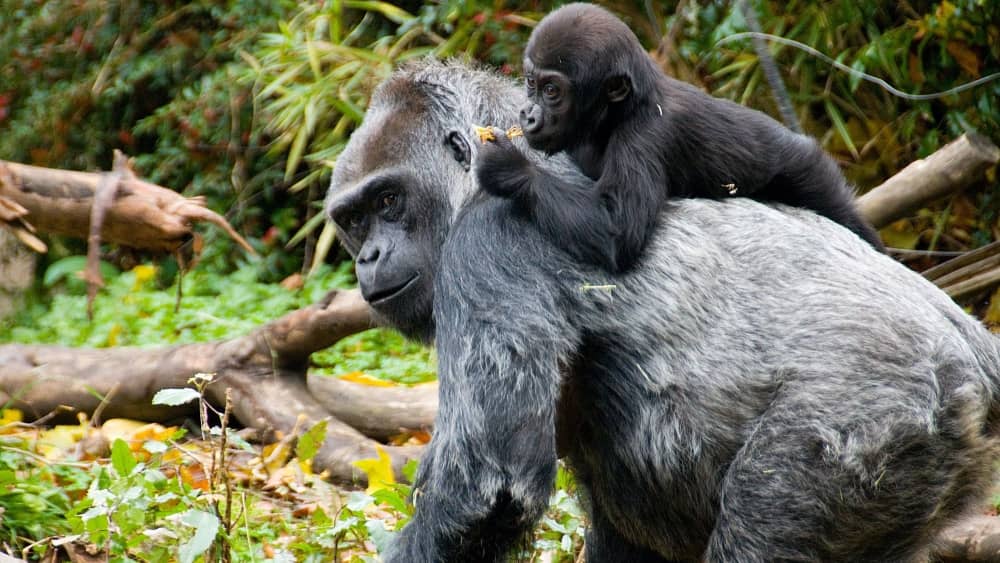 Gorillas at the Woodland Park Zoo