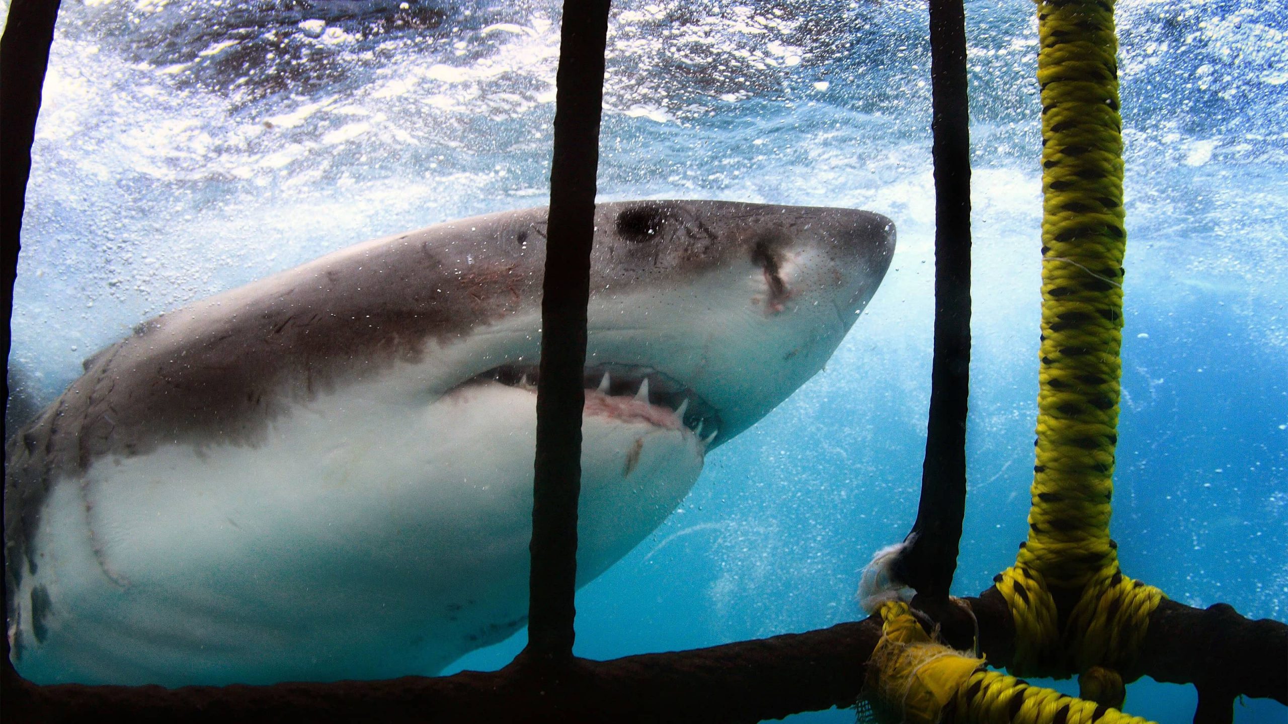 Great white shark outside of cage in South Africa