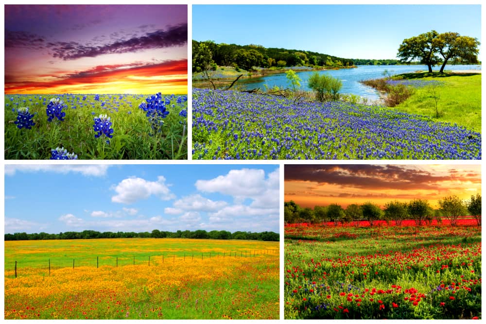 Bluebonnets and wildflowers blossom in Texas Hill Country, Texas. 