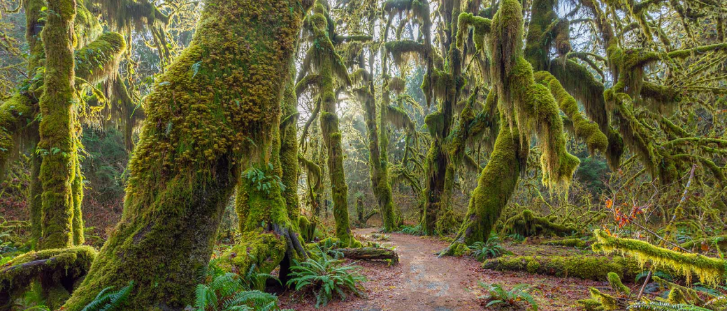 Forest bathing in Hoh Rainforest in Washington, United States