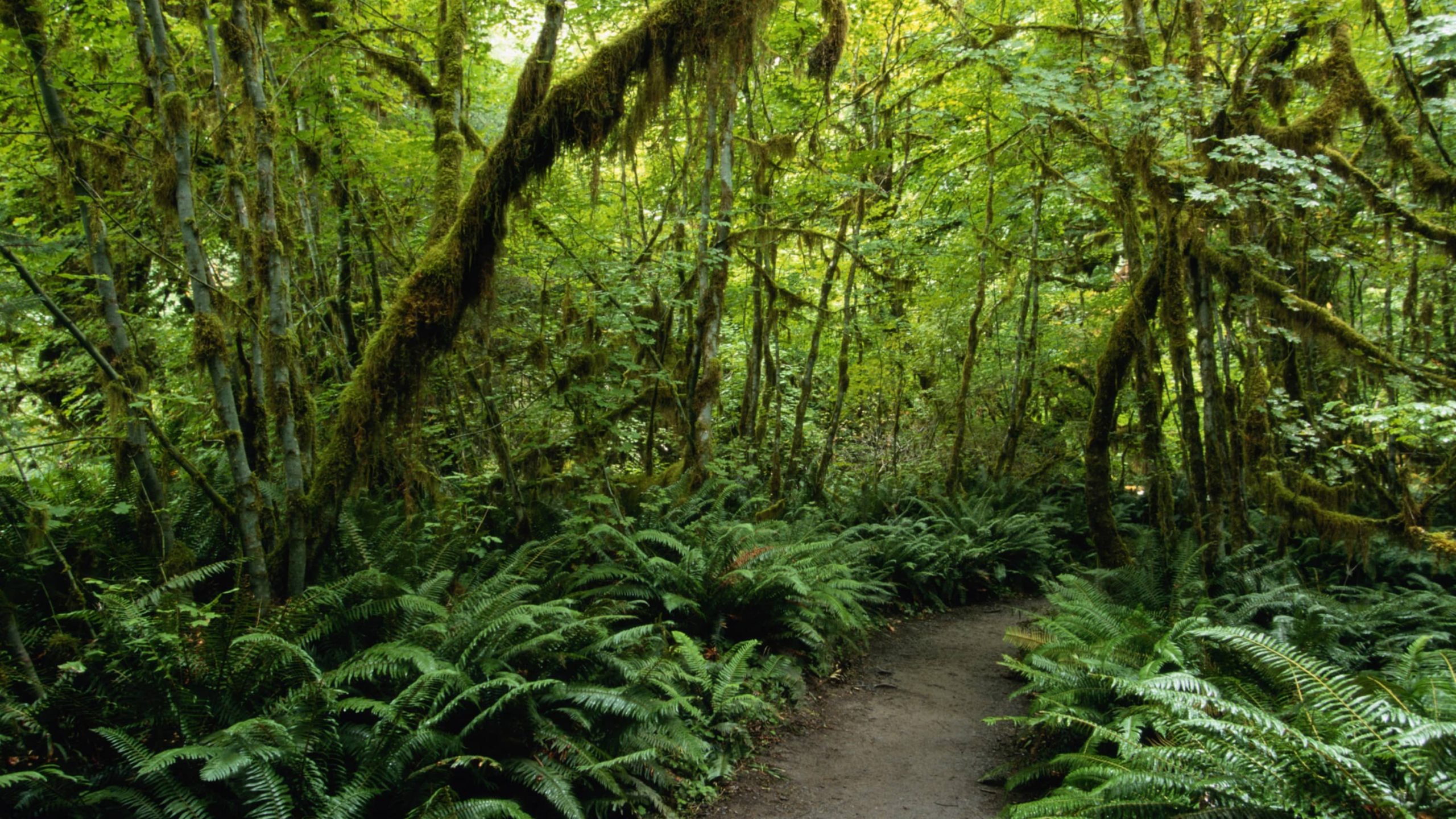 Hoh Rainforest in the Olympic National Park in Washington State looking like an enchanted forest from a fairy tale