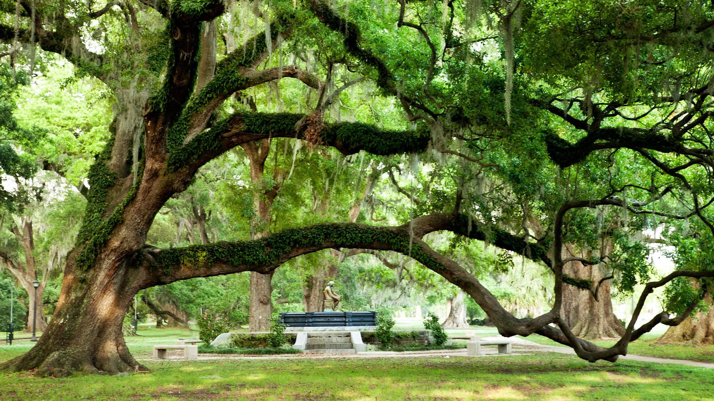 Huge moss covered tree with branches that almost touch the ground in City Park