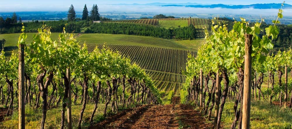 The beautiful vineyards line the landscape looking out onto Hyland Estates in McMinnville Foothills wine region of Oregon. 