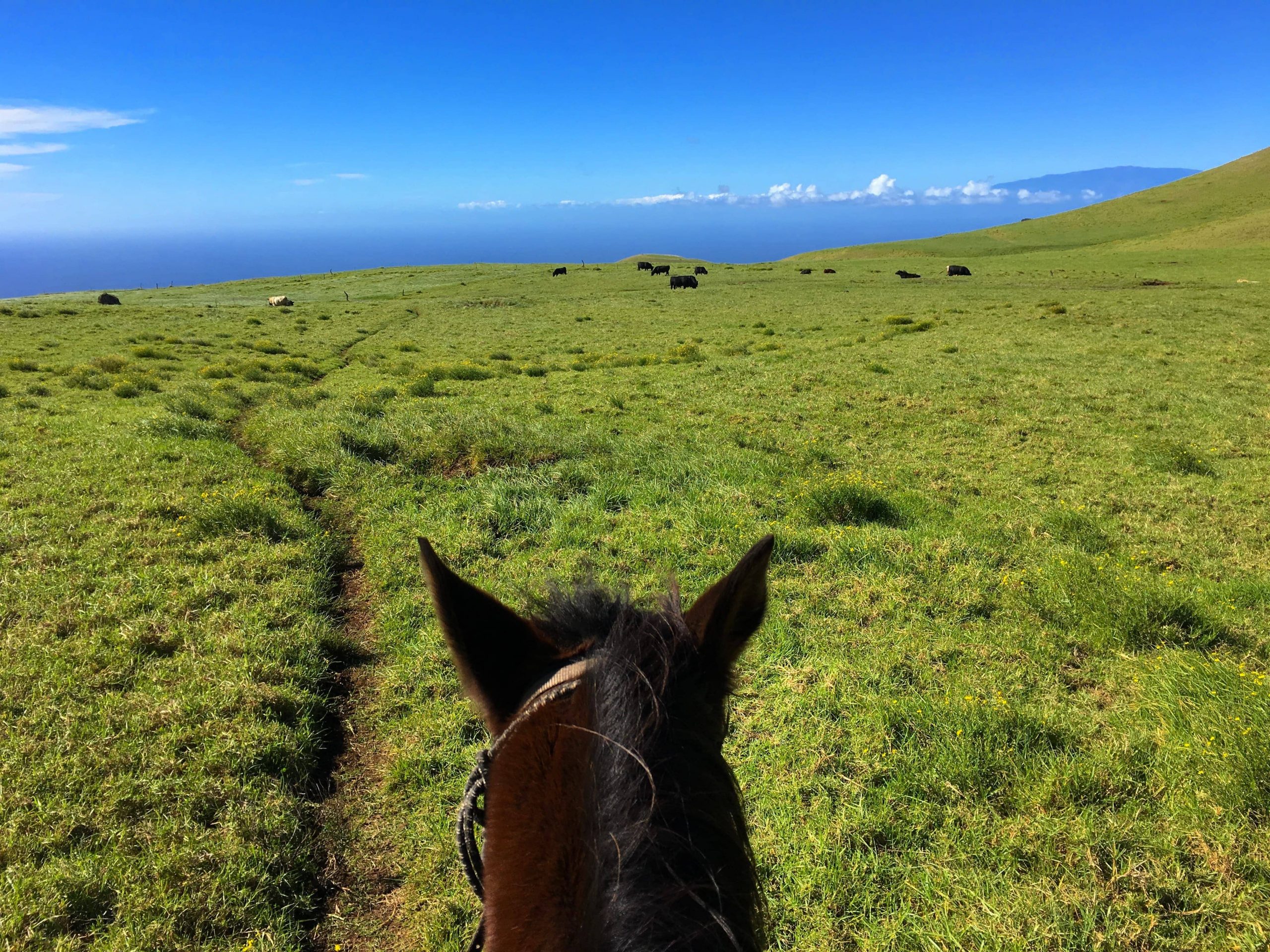 horseback riding hawaii island