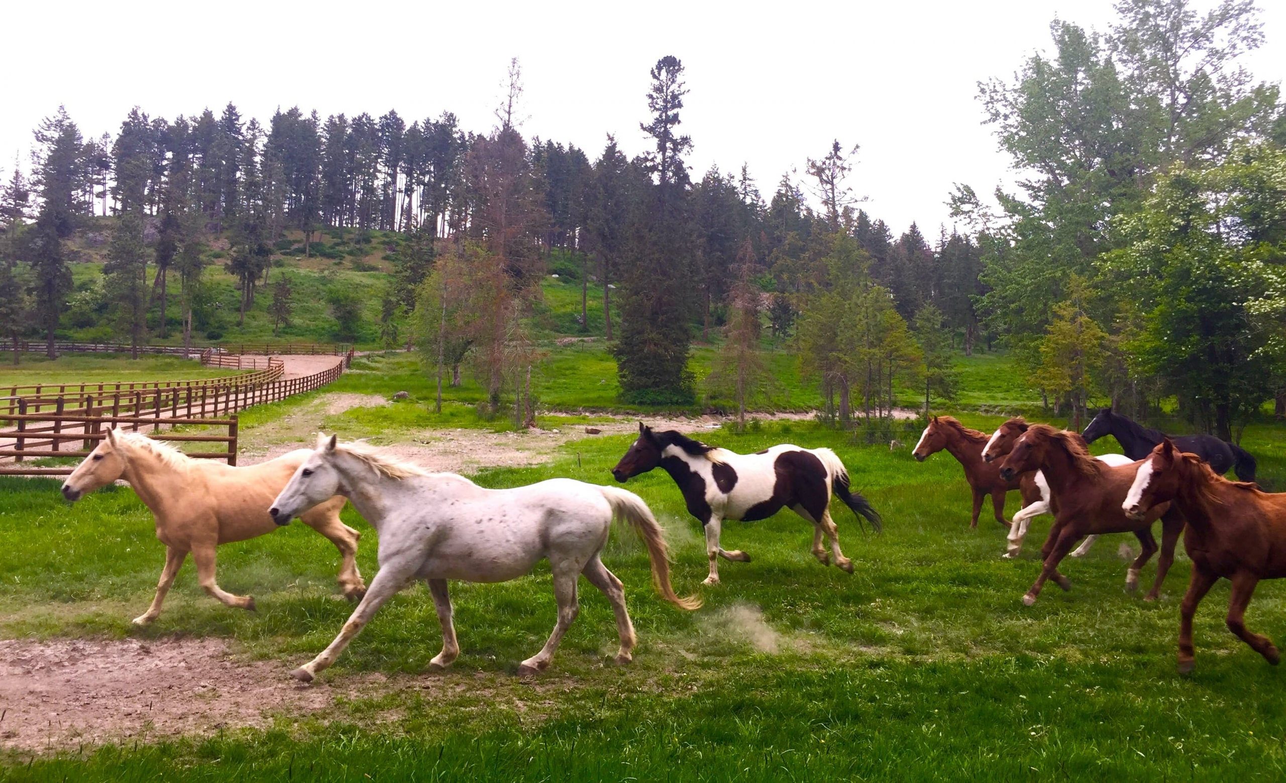 Montana + Flathead Lake Lodge