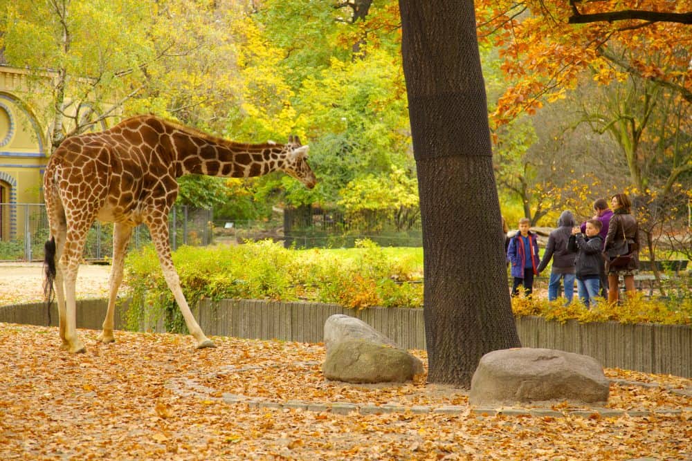 People viewing a giraffe at the Berlin Zoo