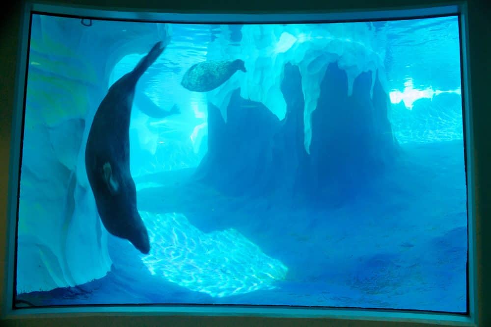 Seal in an exhibit in the Detroit Zoo