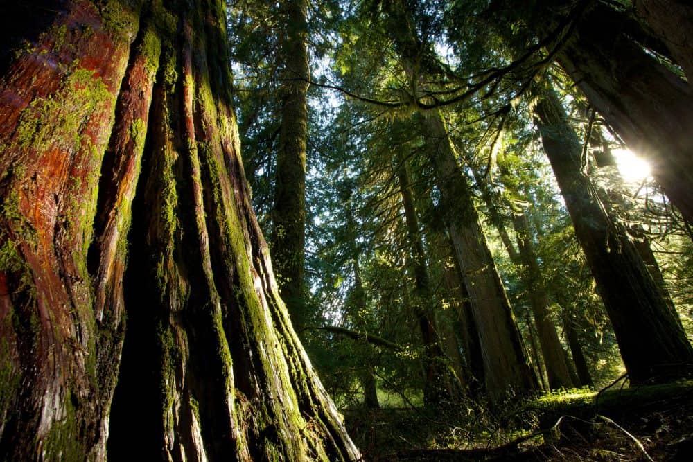 Mossy trees in mountains of Washington State