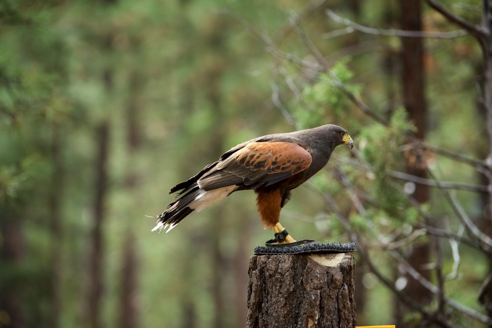 View of a hawk in a dense forest