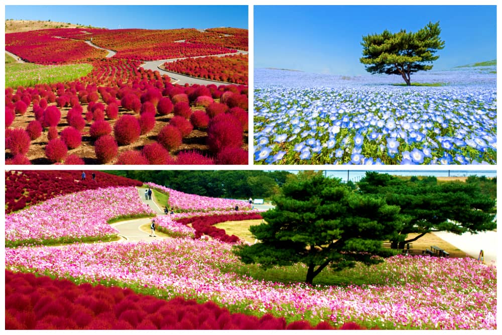 Pathways lined with rows of colorful flowers in Ibaraki, Japan. 