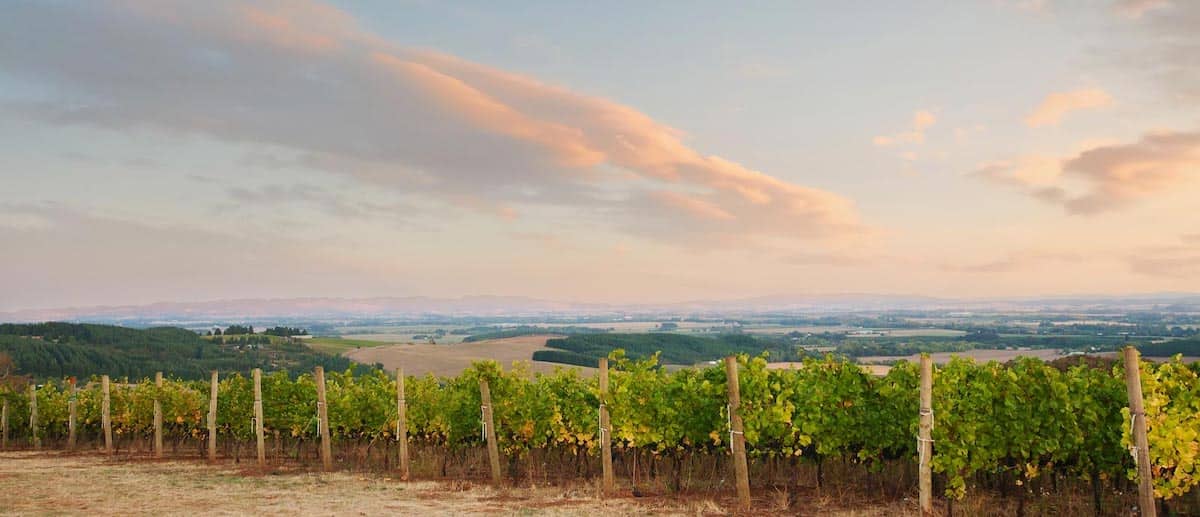 Overlooking the vineyards at J. Wrigley Wines at sunset in the McMinnville Foothills Wine Region of Oregon.