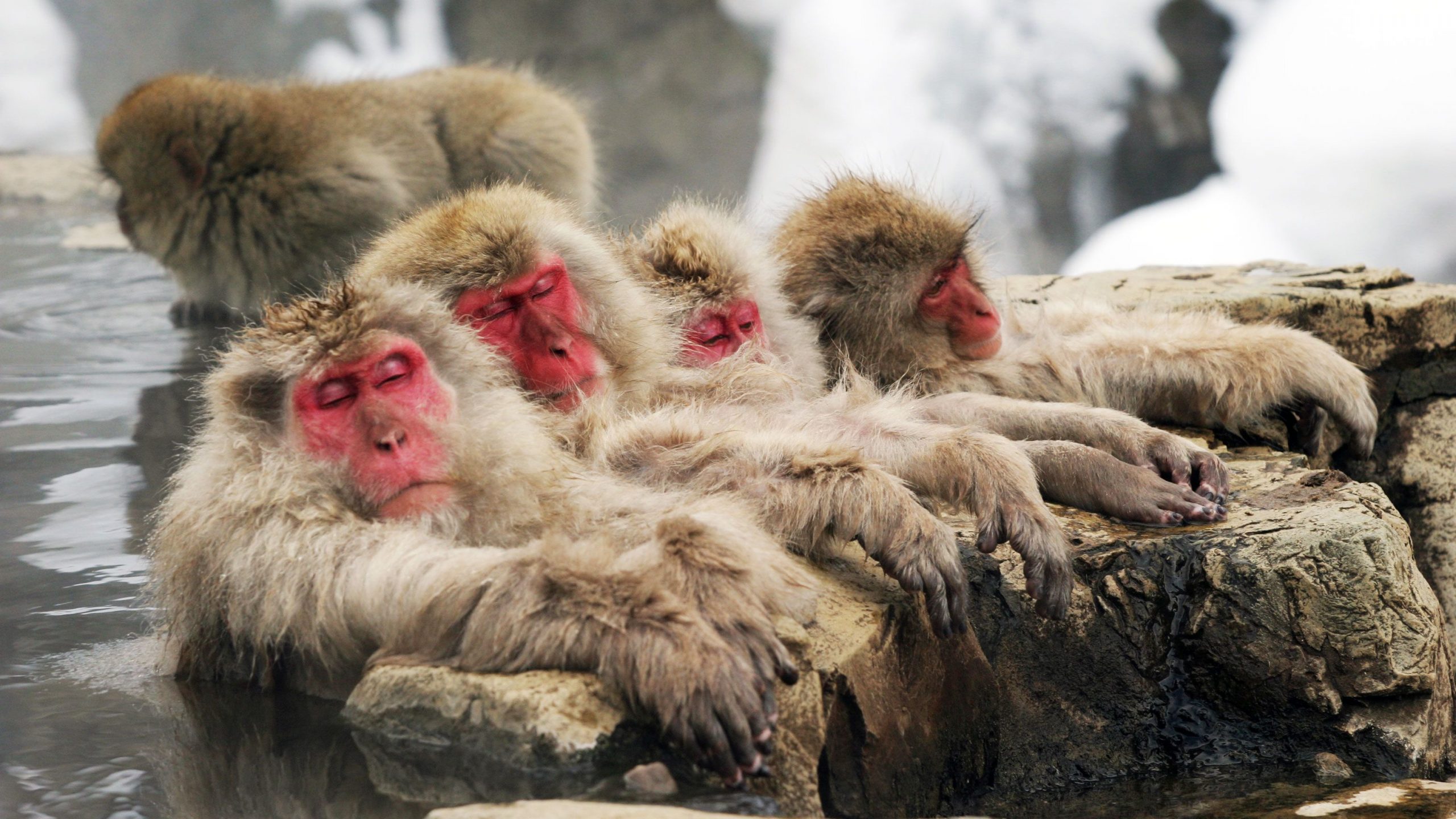 Japanese snow monkeys in hot springs
