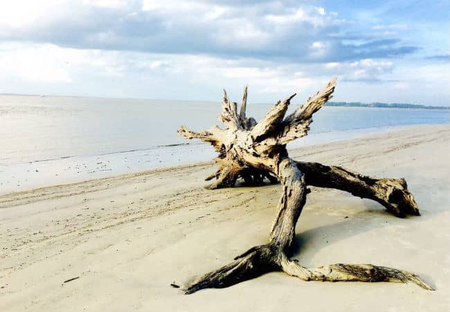 Driftwood on the beach at Jekyll Island