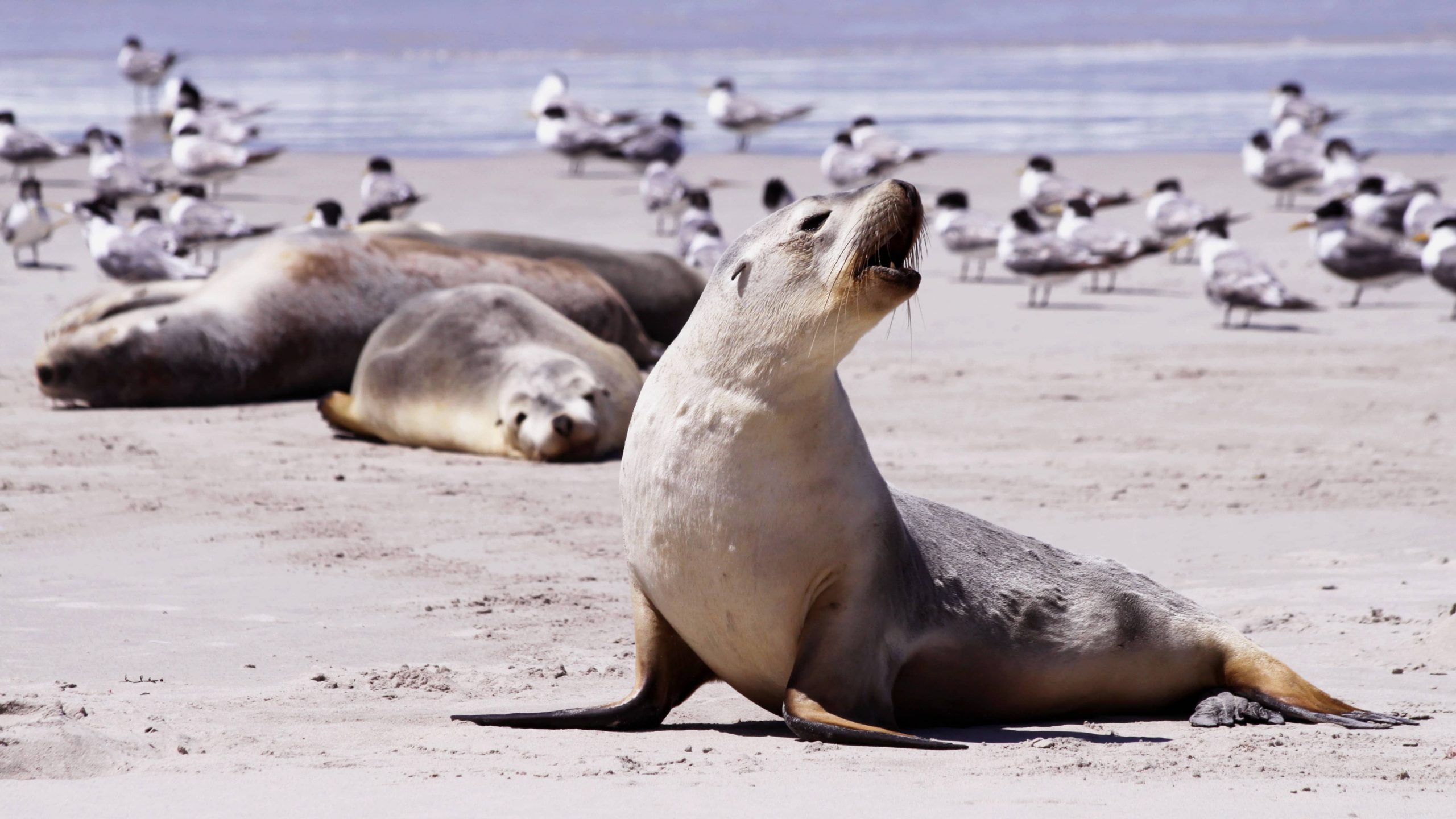 Seals on Kangaroo Island