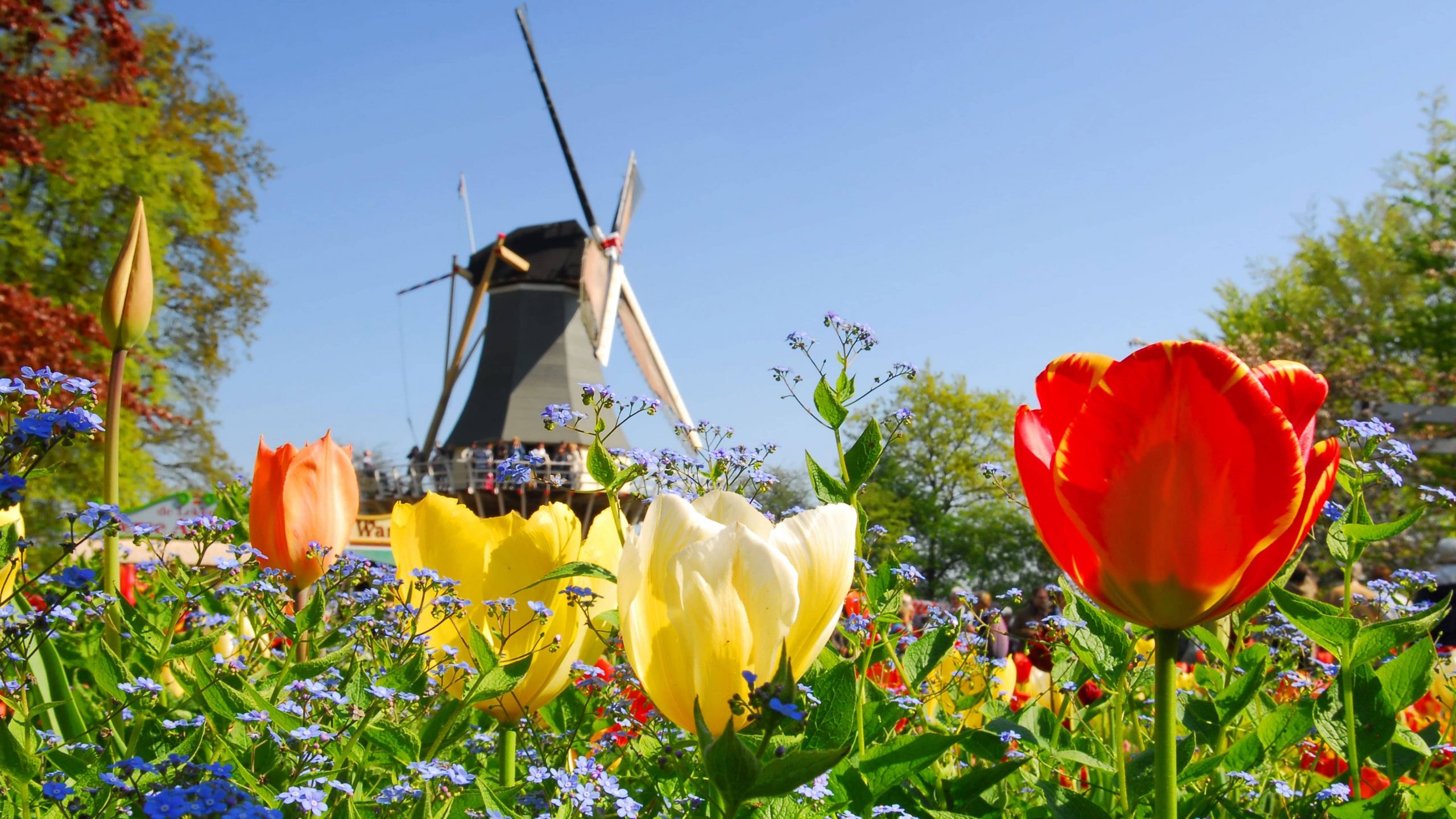 Tulips blooming in front of a windmill in Holland