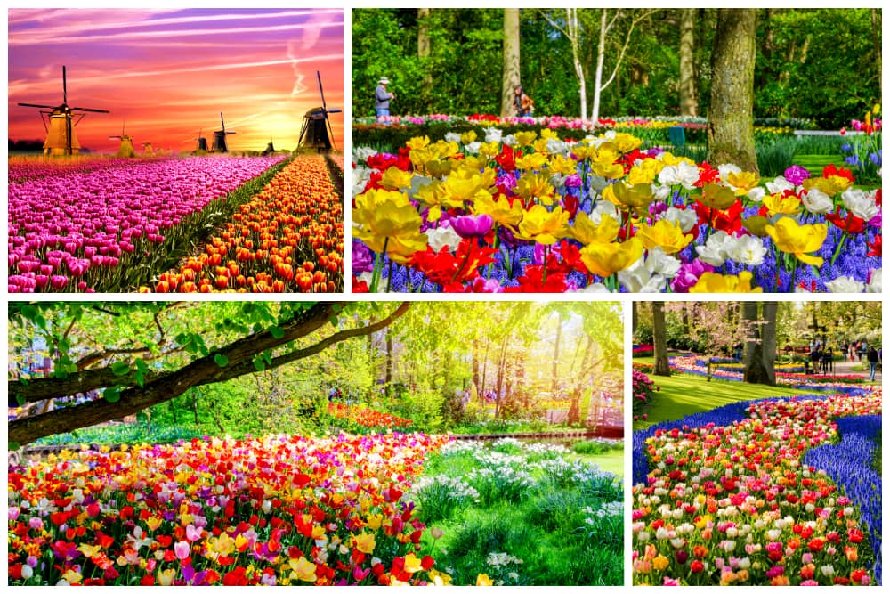 Rows of hundreds of flowers blossoming around the parks in Keukenhof, Netherlands. 