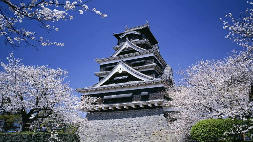 Kumamoto Castle with cherry blossoms in Kumamoto