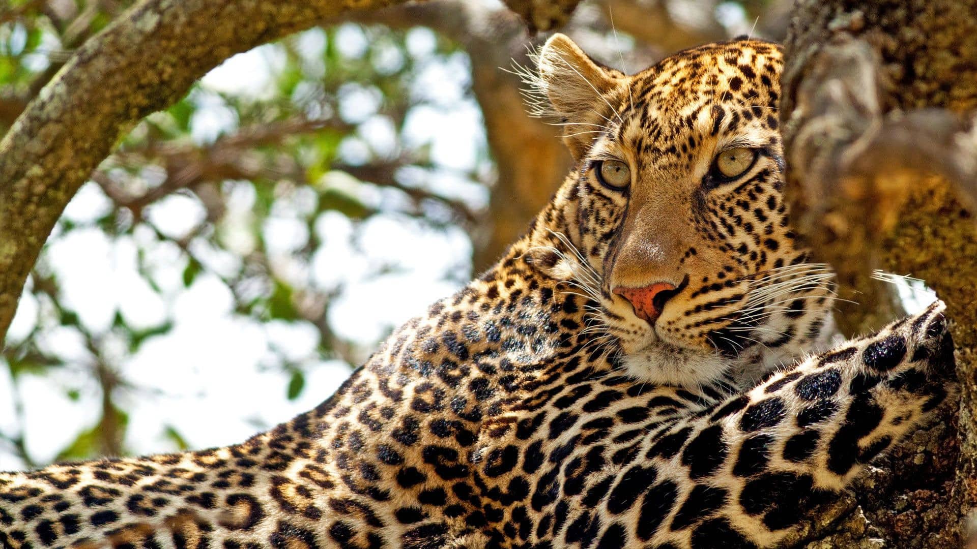 Leopard laying in a tree