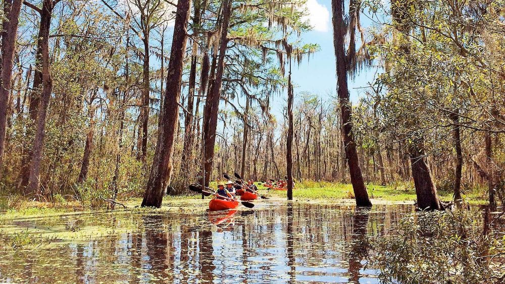 Manchac Swamp Kayaking Tour