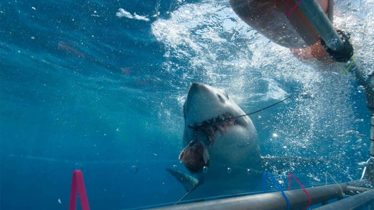 Mako shark chomping on bait while cage diving in Cancun