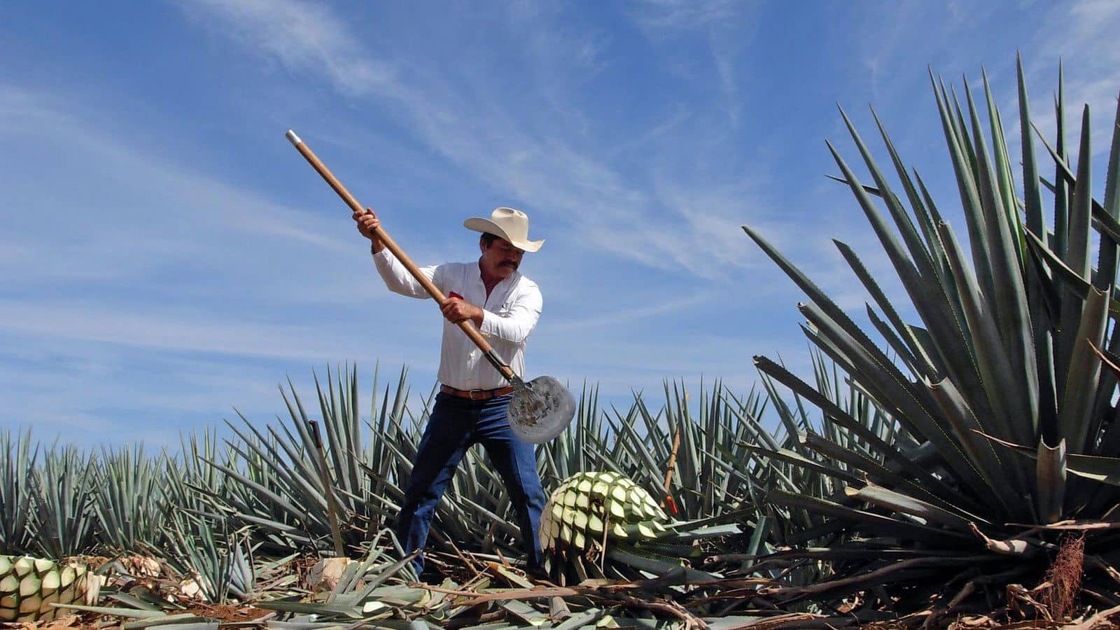Man harvesting blue agave to make tequila