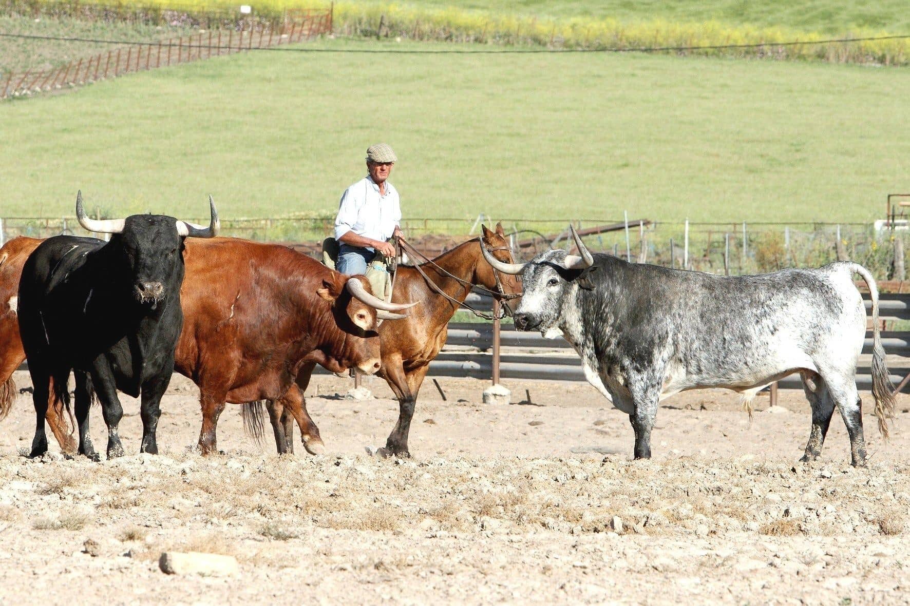 Man on horseback with huge bulls in a field