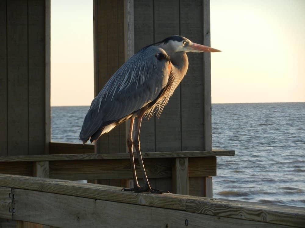 Biloxi Beach in Mississippi