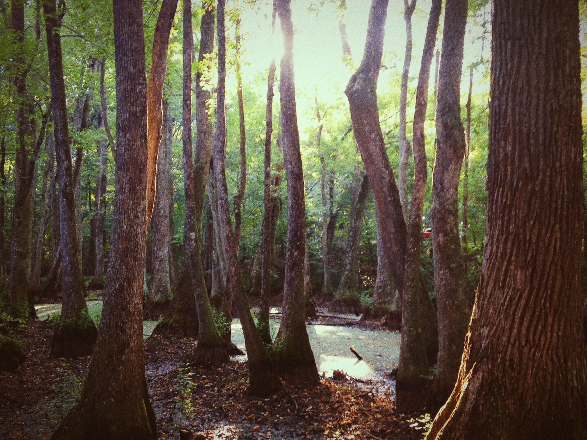 Canton, Mississippi wilderness