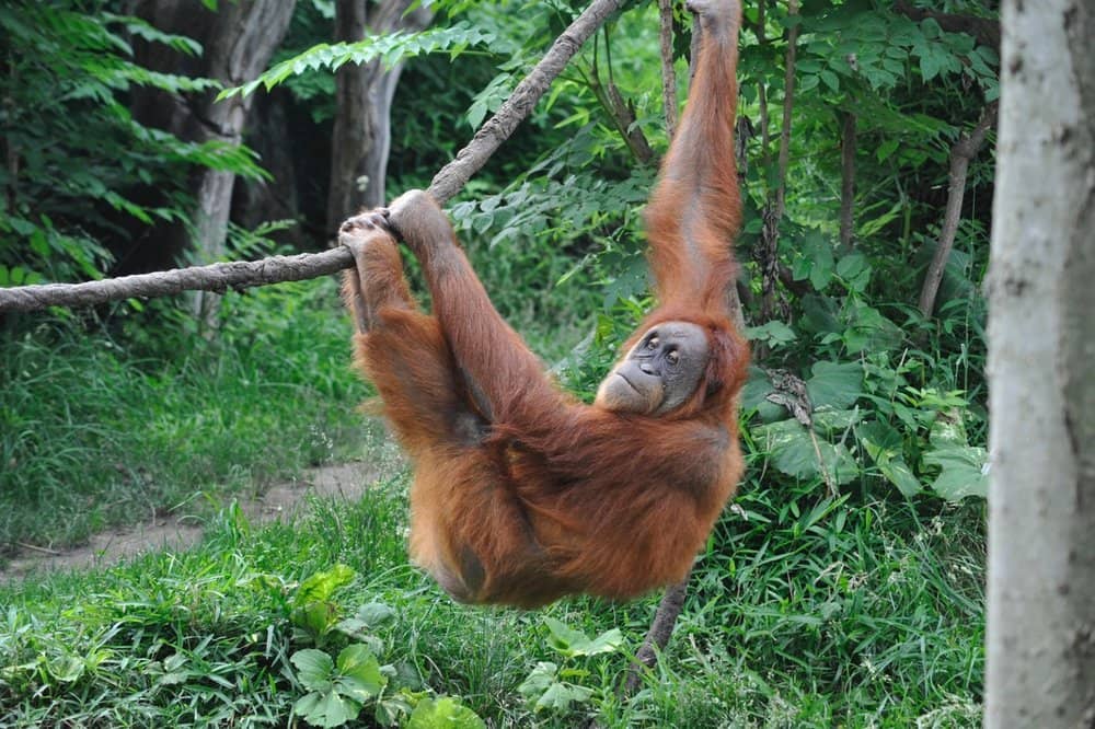 The St. Louis Zoo in Missouri