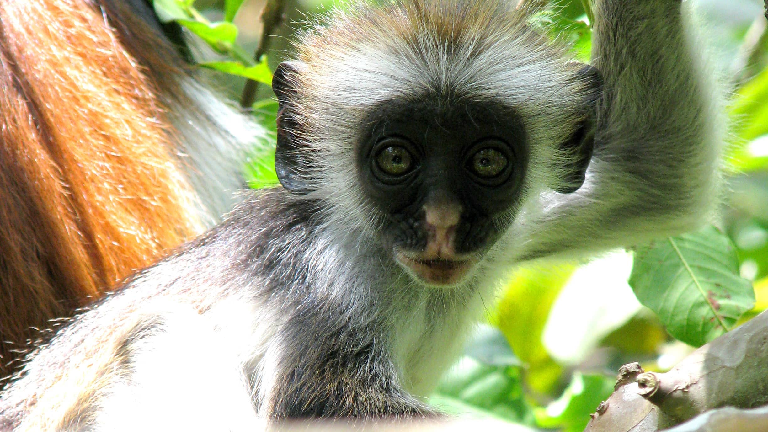 Monkey in Zanzibar