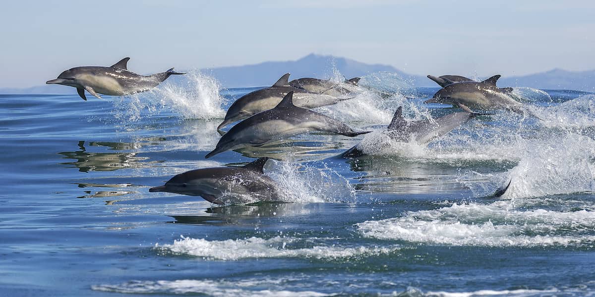 A pod of long-beaked common dolphins leap out of the water in Monterey Bay, California.