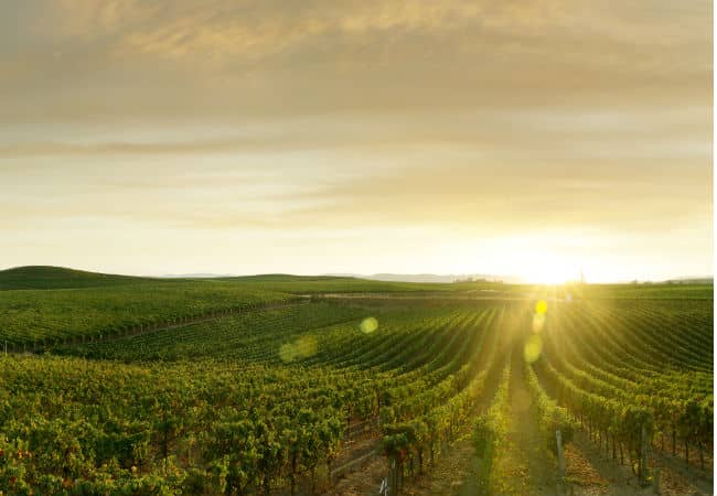 Vineyards in Napa Valley