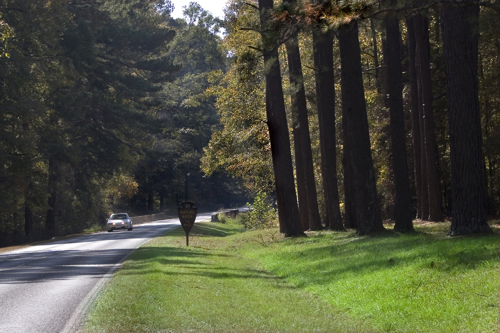 tree-lined road near Natchez, Mississippi