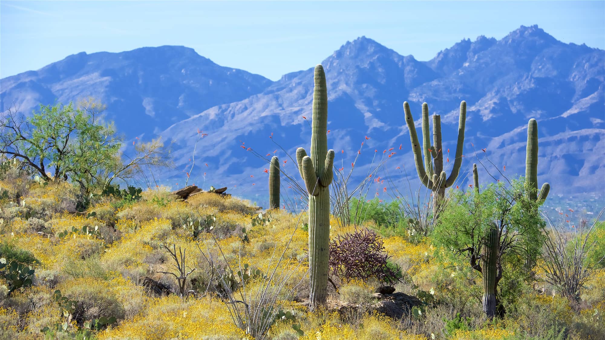 Wildflowers and saguaro cacti in Saguaro National Park on a visit in the spring