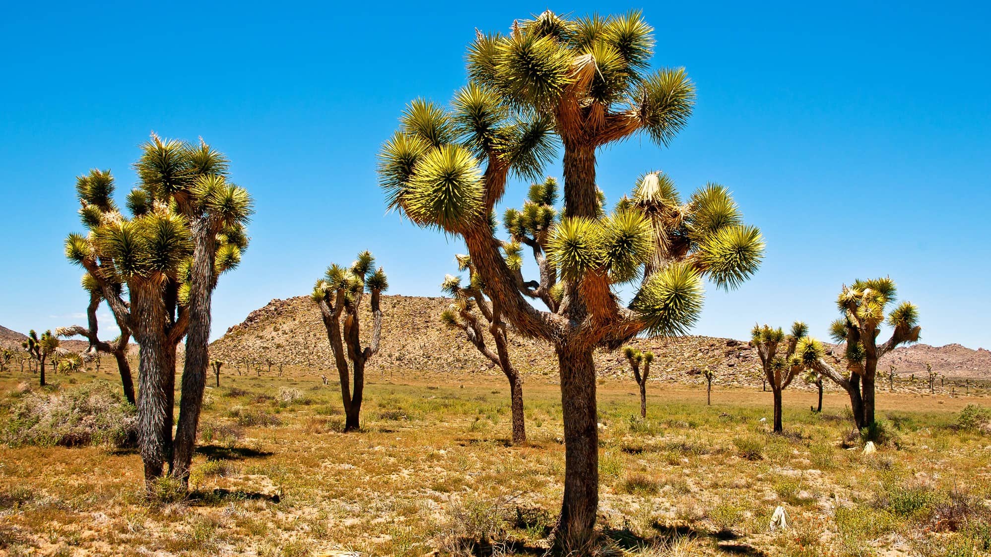Joshua Tree National park in the spring