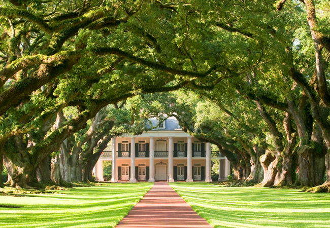 Tree covered path to Oak Alley Plantation
