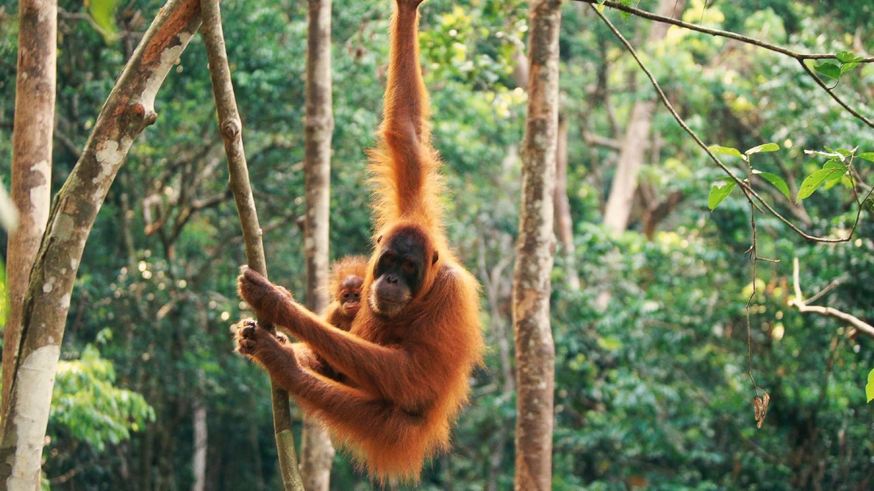Orangutans at the Singapore Zoo