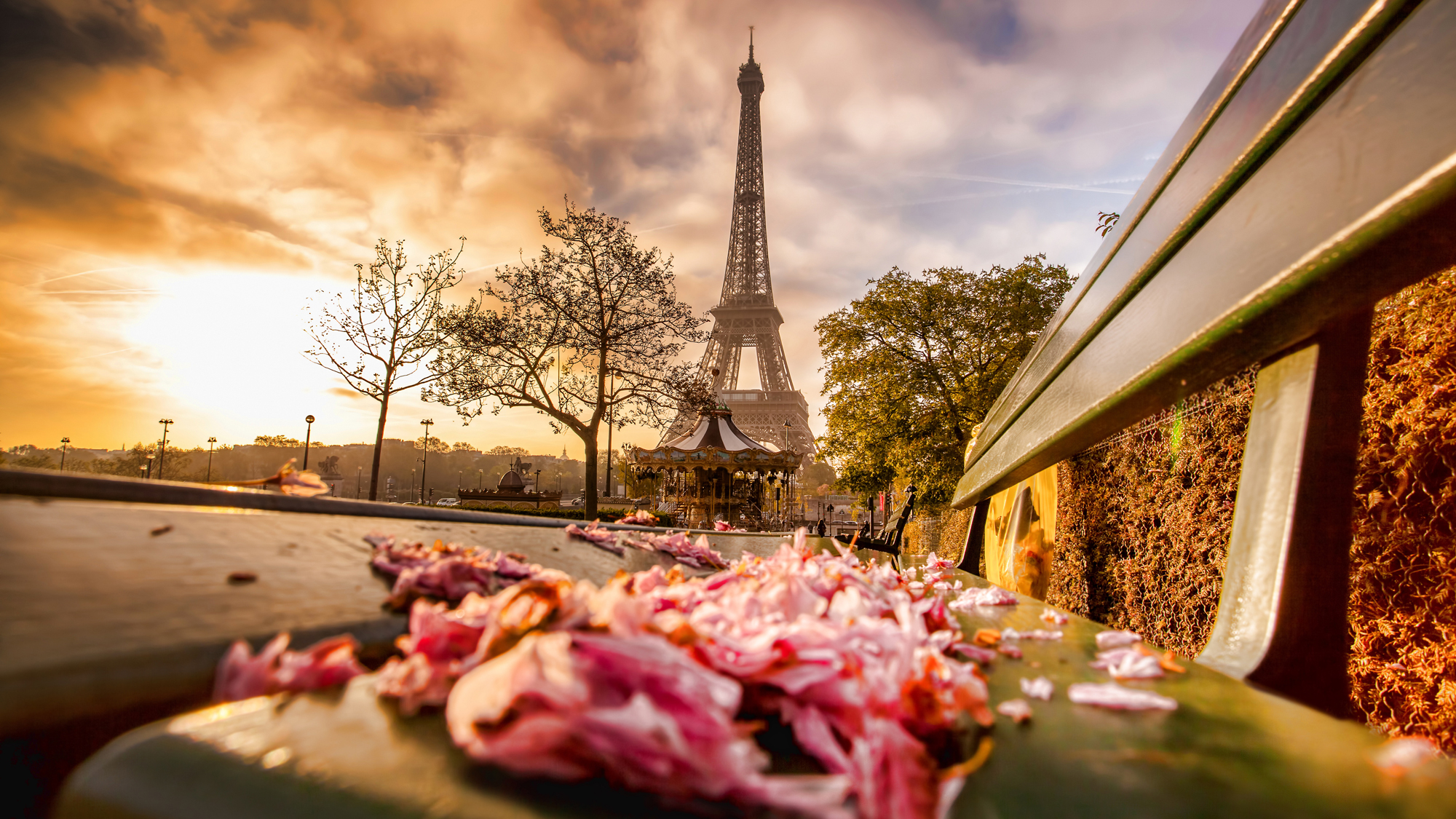 Eiffel Tower in Paris seen behind pink flower petals strewn on a bench