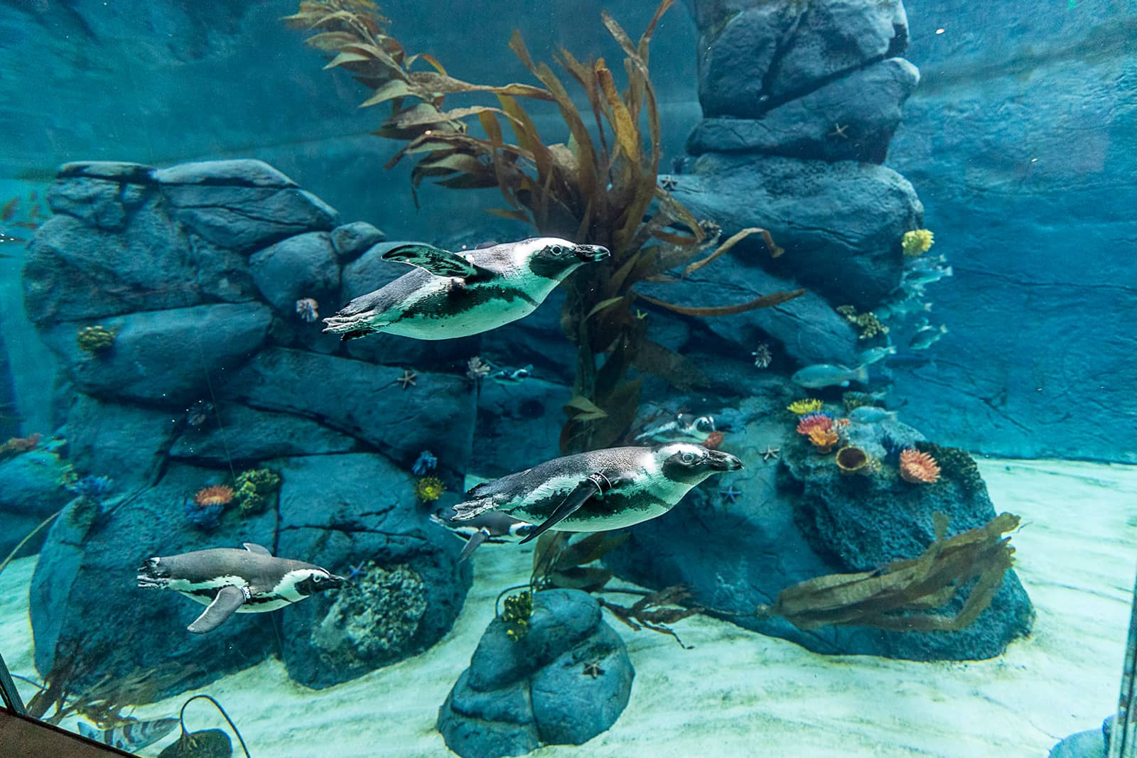 Penguins at San Diego Zoo