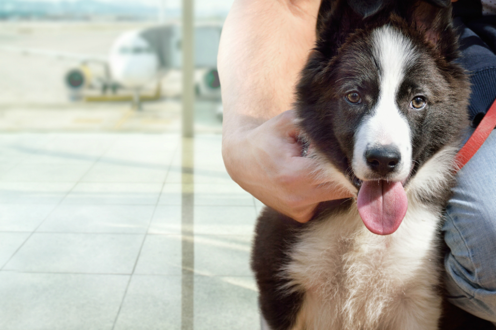 border collie at airport